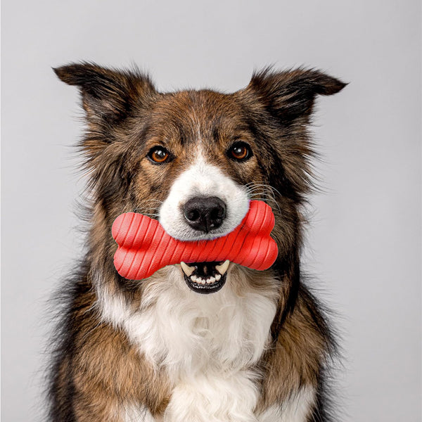 A brown and white dog sits facing the camera, holding a Playology 2 Pack Dual Layer Engaging All Natural Beef Scented Dog Toy (Medium Size) in its mouth against a plain gray background.