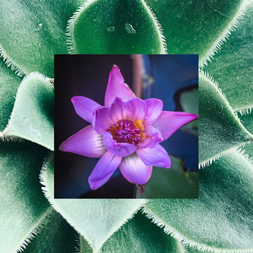 A vibrant purple water lily sits above green succulent leaves, highlighting the natural beauty in Raw Sugar Simply Straight Keratin Straightening Serum 4oz (3 Pack).