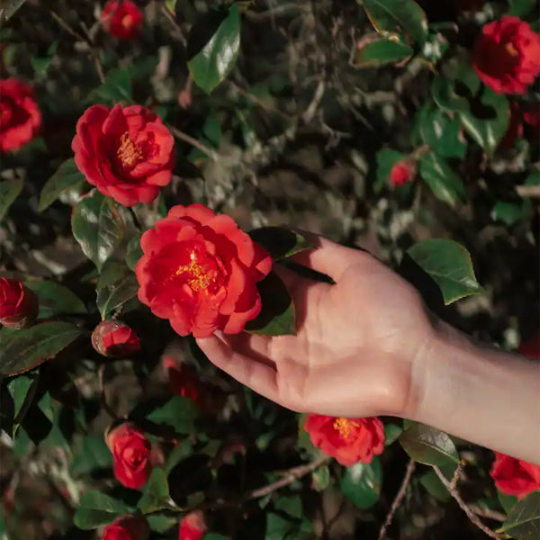 3 Pack - Polaroid Hi·Print 2x3 Paper Cartridge 20 Sheets Each White