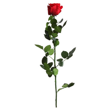 Discover the elegance of Verdissimos 4 Pack - Preserved Standard Long Stem Red Roses. These vibrant red roses with green leaves are perfect for indoor decor and maintain their beauty with proper care.
