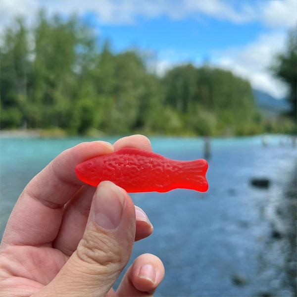 A hand holds a Swedish Fish candy from the 6 Pack - Swedish Fish Soft & Chewy Candy 8oz Bags, with a river, trees, and cloudy sky blurred in the background.