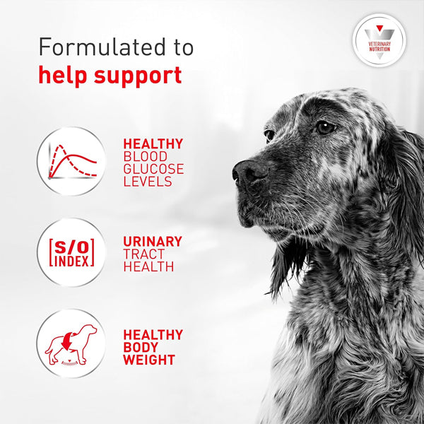6 Pack - ROYAL CANIN Veterinary Diet Canine Glycobalance Adult Loaf in Sauce Dog Food 13.4oz Royal Canin