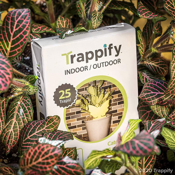 4 Pack - Trappify Sticky Butterfly Shape Gnat Traps for House Indoor - 100 Traps Total