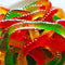 Silicone Gummy Worm Mold 2 Pack